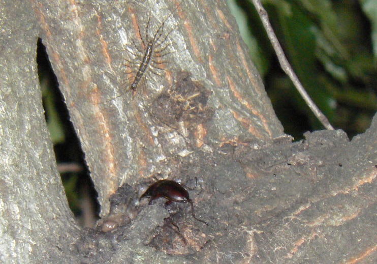 団地前のクヌギ_バス通りから見える樹液でもノコギリクワガタ 2021年5月26日19時30分頃 気温23度